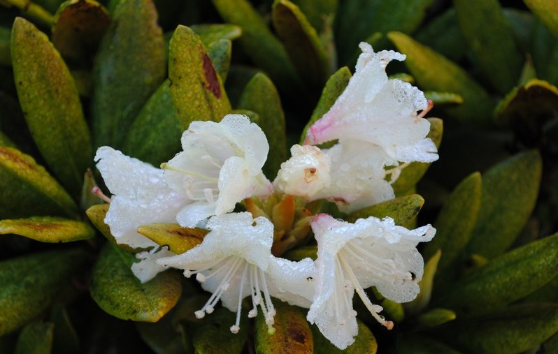 Горные цветы Поход Теберда-Домбай Кавказ