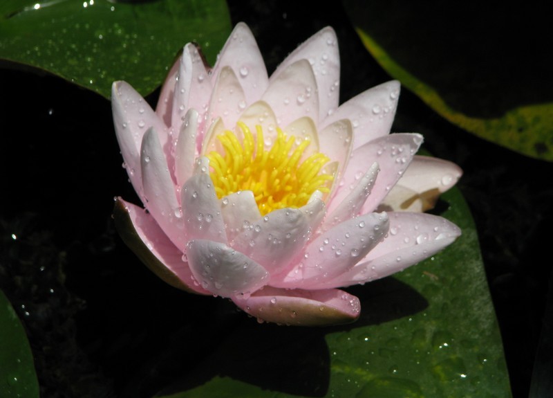  Лотос в ботсаду Батуми