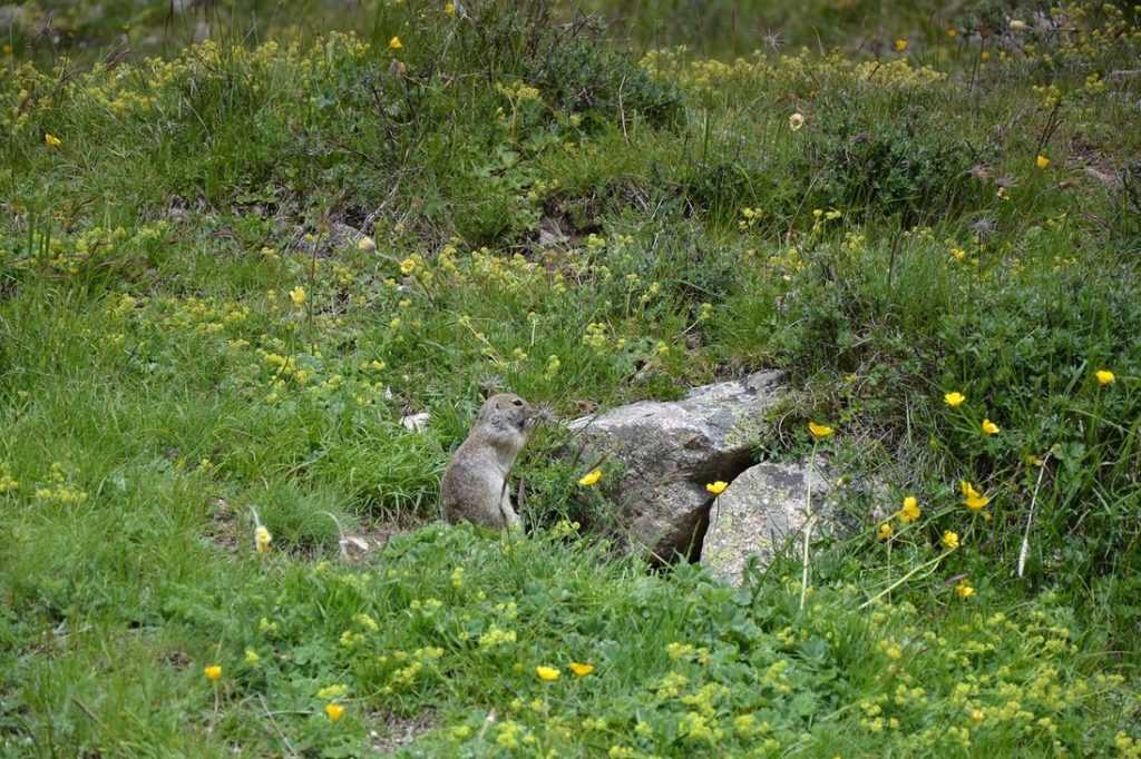 К Эльбрусу с Запада