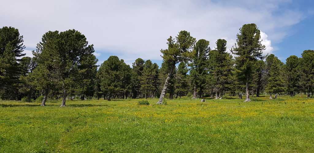 Отчёт о походе на Алтай к подножию Белухи в июле 2019 года