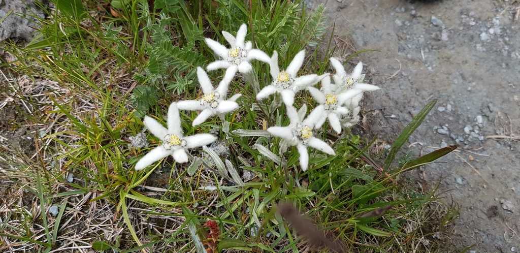 Отчёт о походе на Алтай к подножию Белухи в июле 2019 года