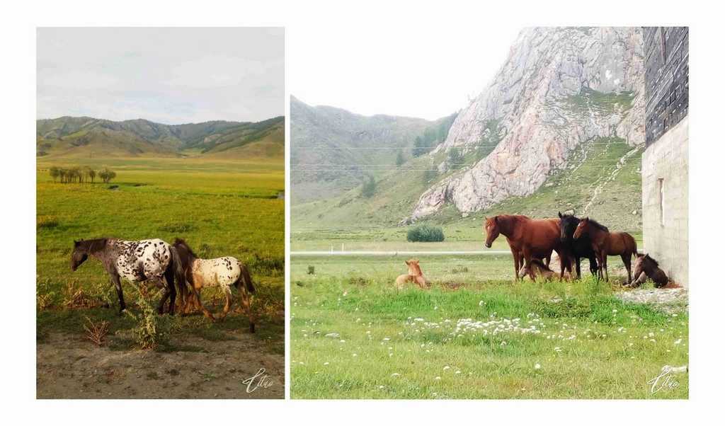 Отзыв о походе на Алтай "К подножию Белухи"