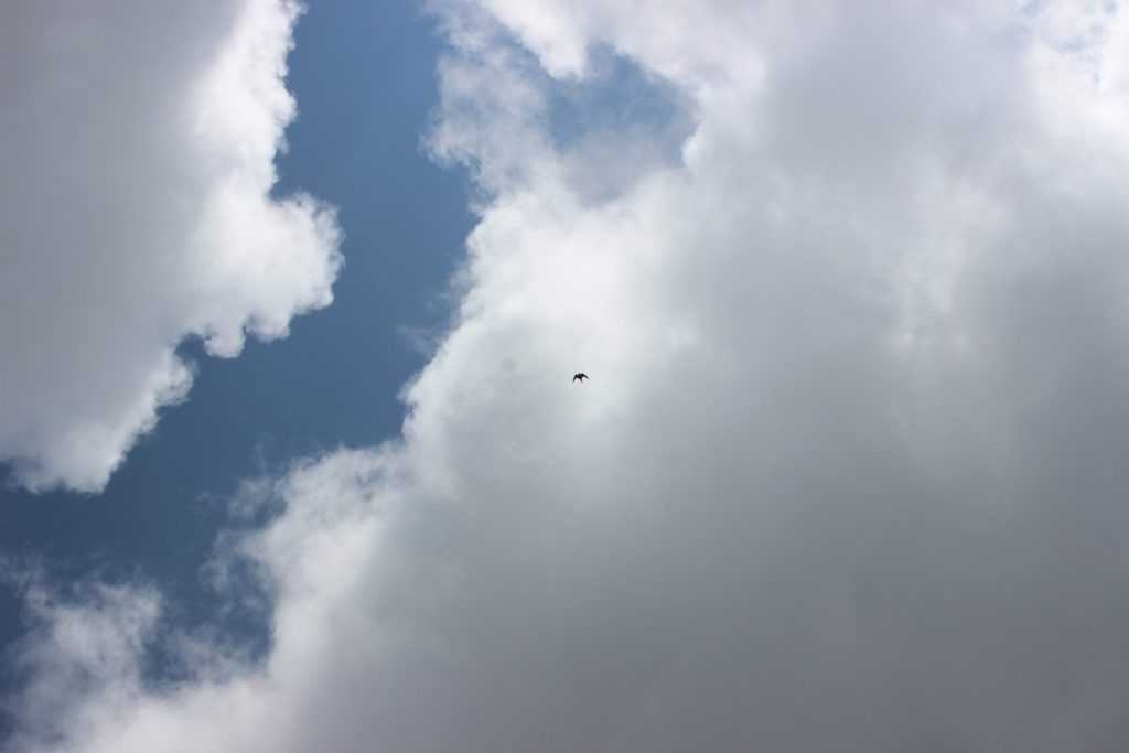 Сапсан Ергаки