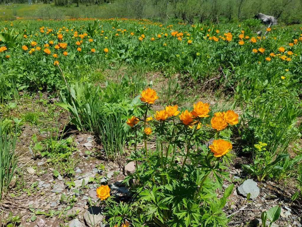 Ергаки поход отчёт