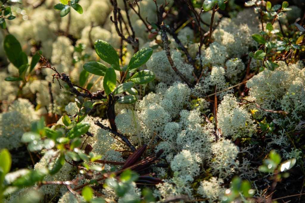 Природа Ергаки