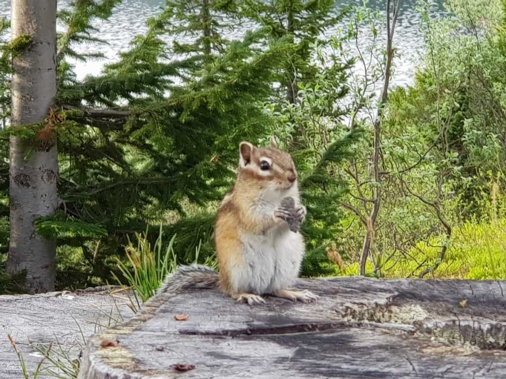 Бурундук Ергаки