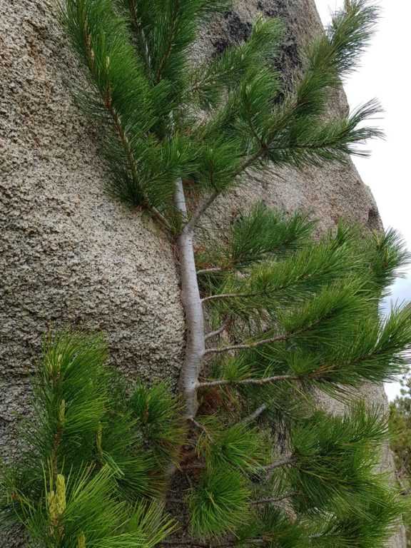 Кедр Ергаки