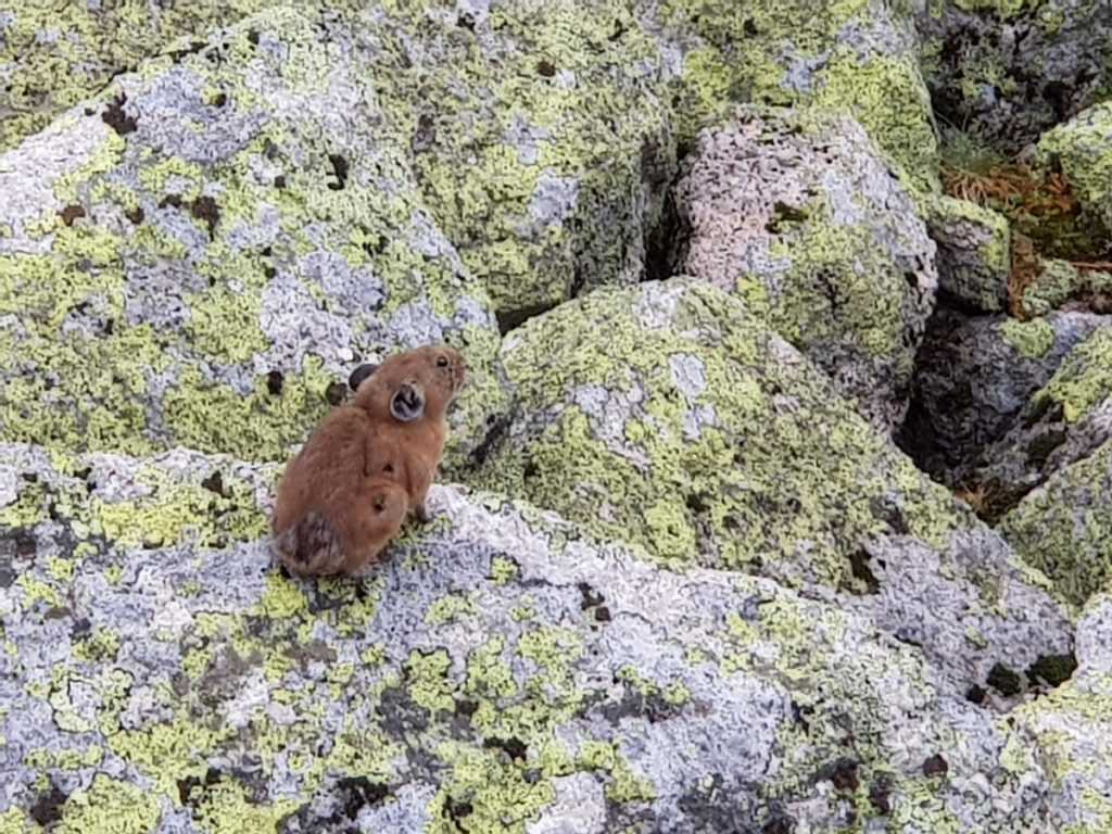 Алтайская пищуха Ергаки