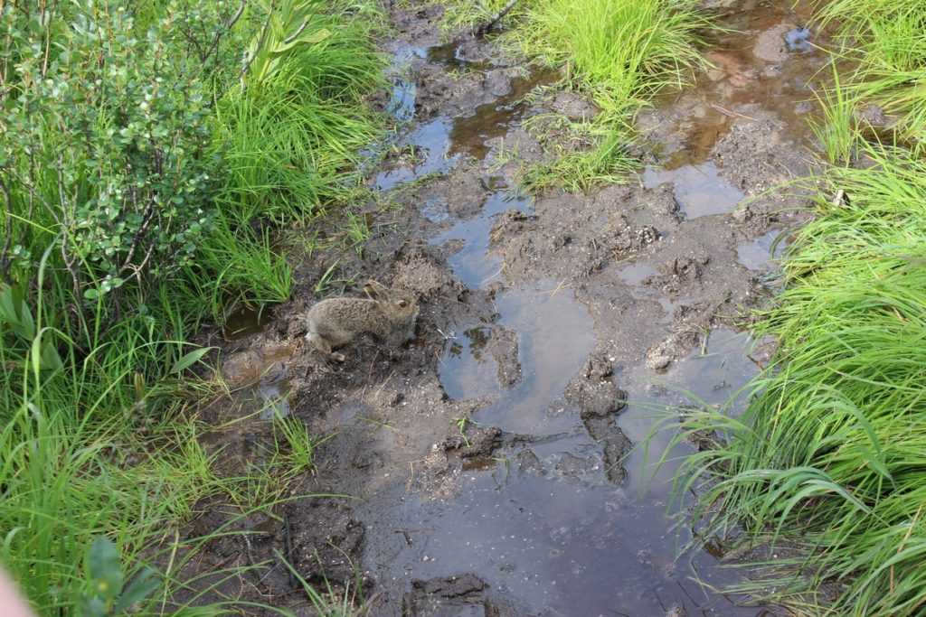 Ергаки поход отчёт