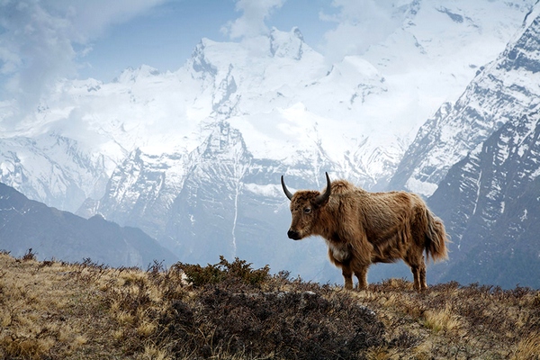 Треккинг вокруг Аннапурны