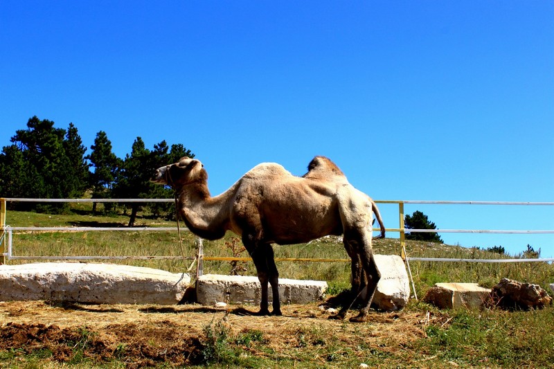 Поход в Крым