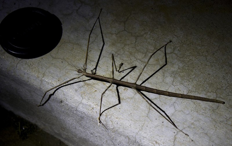 Треккинг в Непале