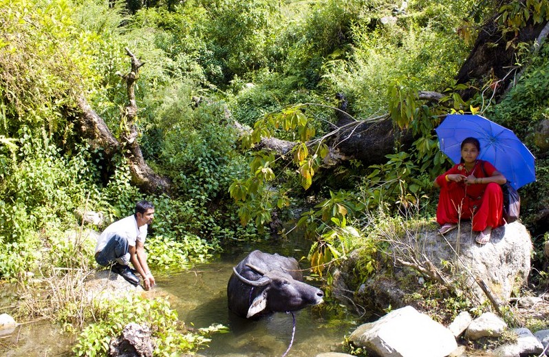 Непальский буйвол