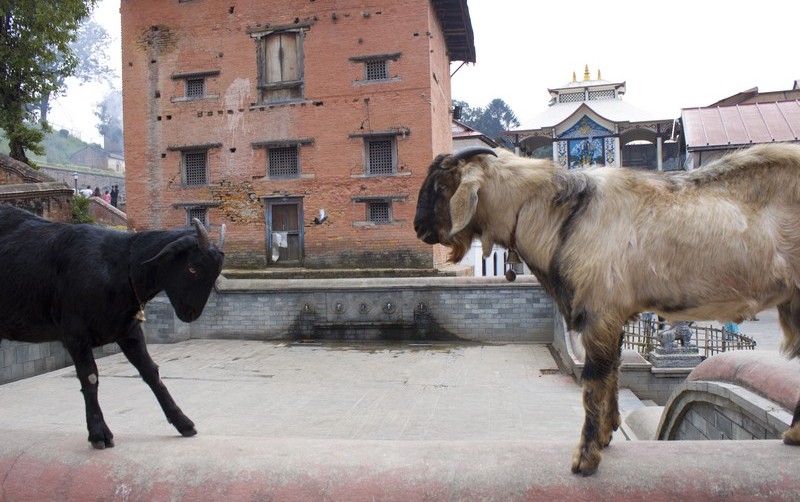 Треккинг в Непале