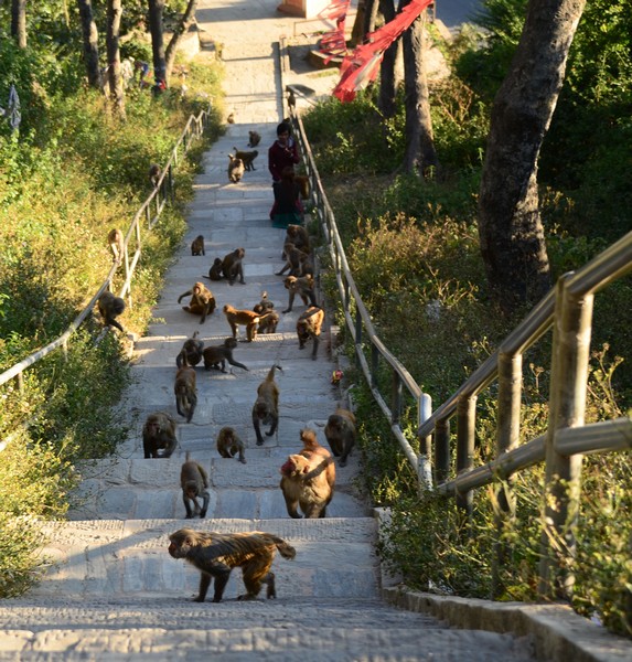 Треккинг в Непале