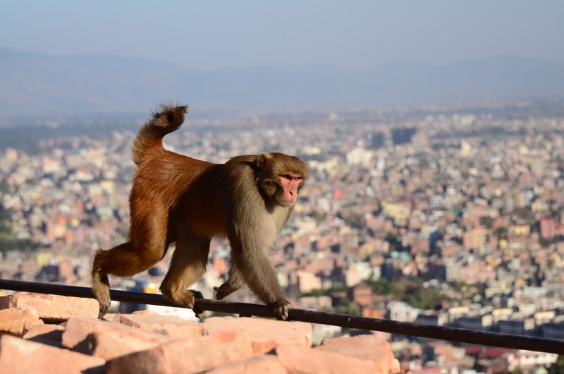 Треккинг в Непале