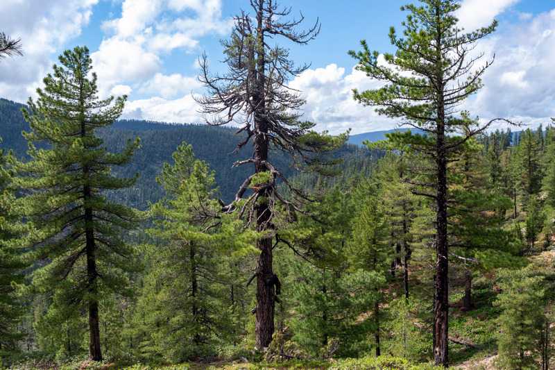 Поход на Хамар-Дабан