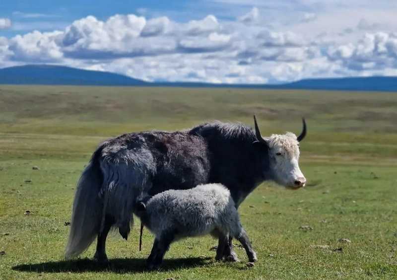 Восхождение на Мунку-Сардык со стороны Монголии