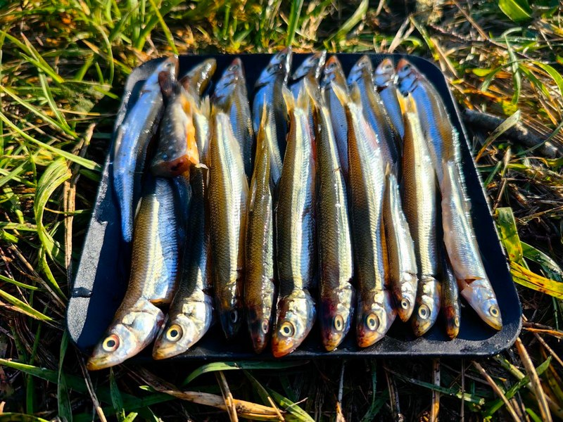 Поход на остров Шикотан