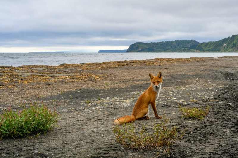 Поход на Кунашир