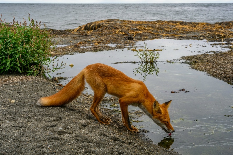 Отчет о походе на Курильский остров Кунашир
