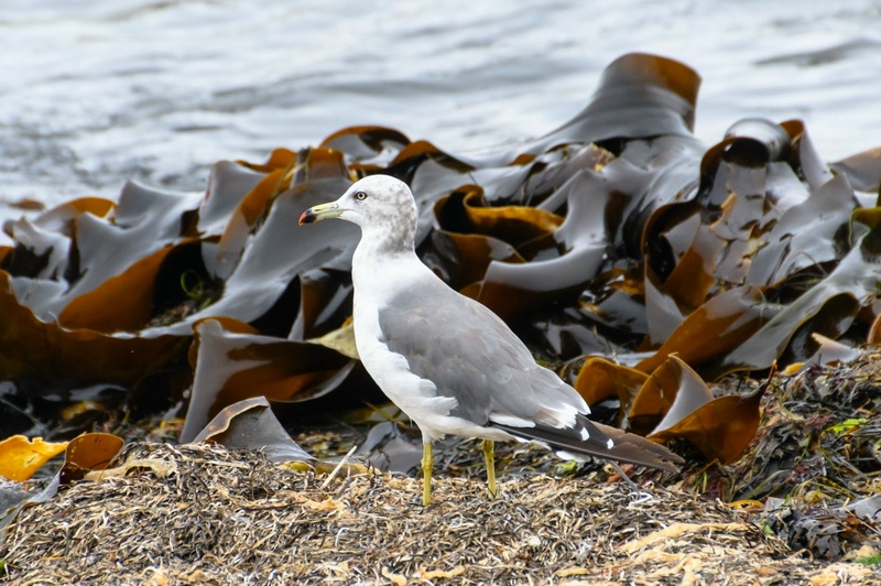 Отчет о походе на Курильский остров Кунашир