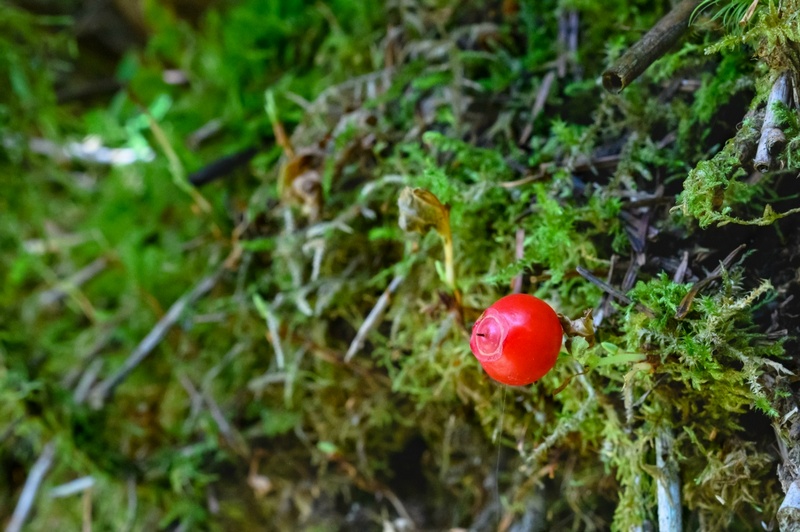 Отчет о походе на Курильский остров Кунашир