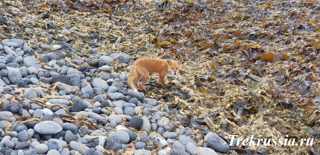 Отчет о походе на Кунашир - как всё происходит.